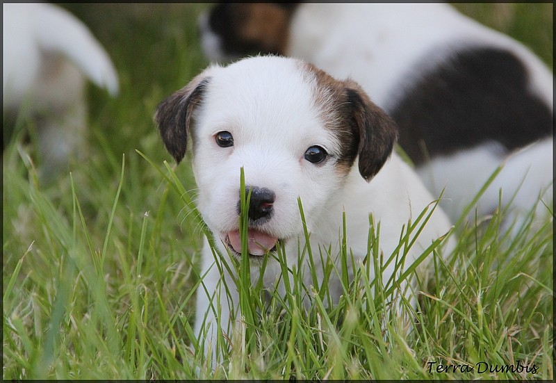 terrier - Des chiots Jack Russell Terrier pour le 5 mai! - Page 5 03710