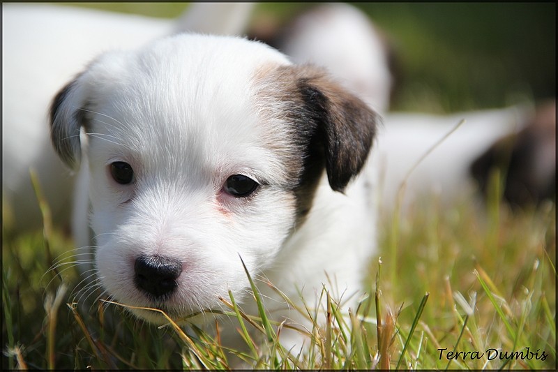 terrier - Des chiots Jack Russell Terrier pour le 5 mai! - Page 5 05110