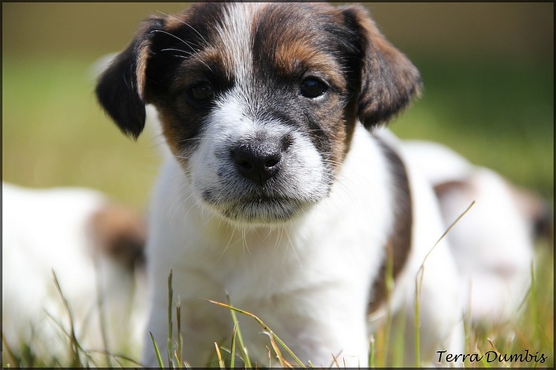 Des chiots Jack Russell Terrier pour le 5 mai! - Page 5 05210