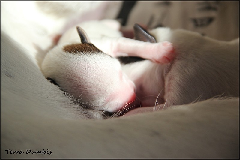 terrier - Des chiots Jack Russell Terrier pour le 5 mai! - Page 3 Img_6213