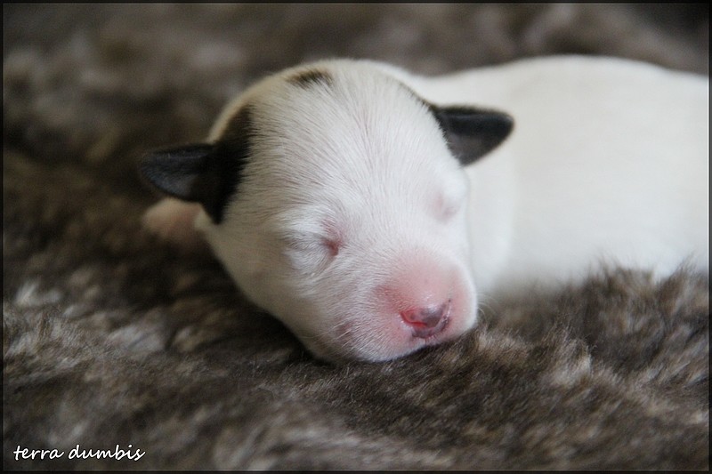 terrier - Des chiots Jack Russell Terrier pour le 5 mai! - Page 4 Img_6217