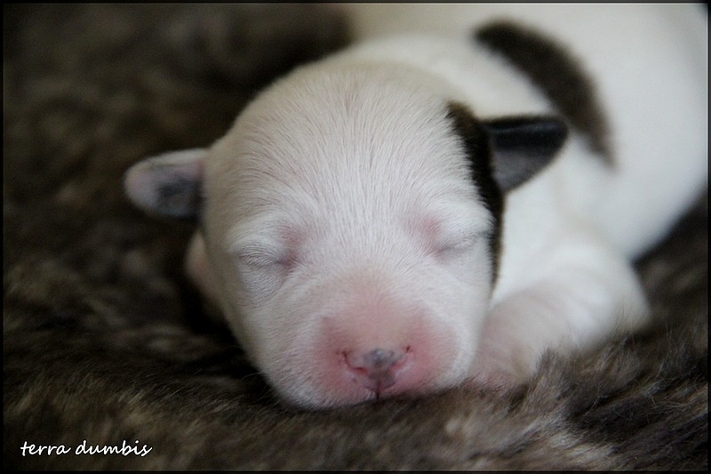 terrier - Des chiots Jack Russell Terrier pour le 5 mai! - Page 4 Img_6218