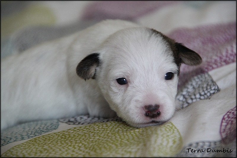 Des chiots Jack Russell Terrier pour le 5 mai! - Page 5 Img_6912