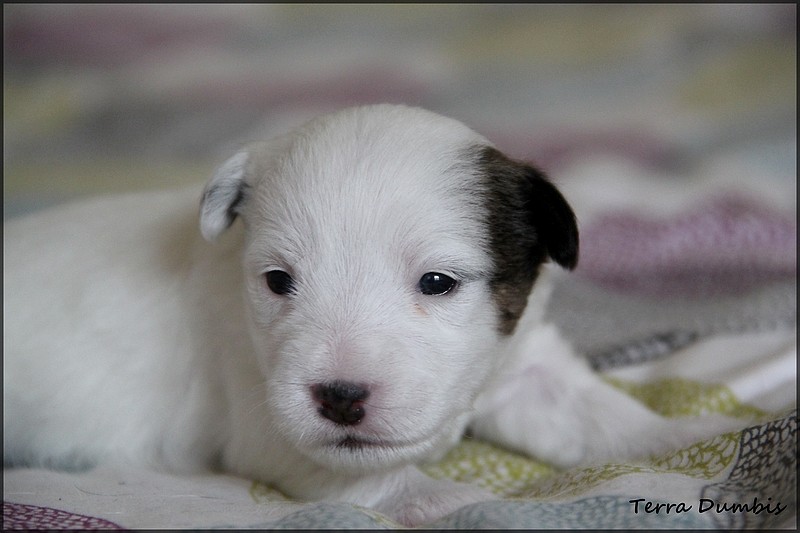 terrier - Des chiots Jack Russell Terrier pour le 5 mai! - Page 5 Img_6913