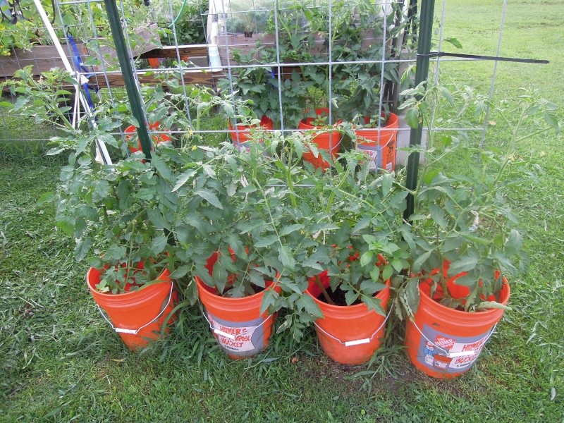 2013 Tomato Tuesday - lower south Dscn1430