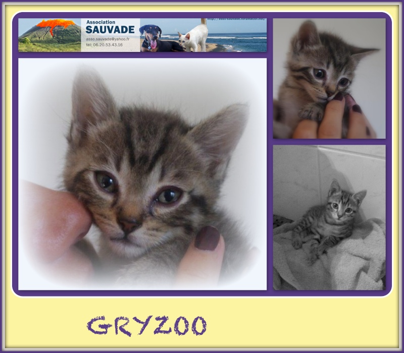 GRYZOO Gryzoo10