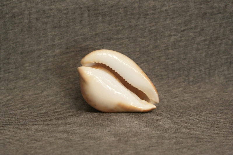 Zoila venusta roseopunctata - L. Raybaudi, 1985 97751510
