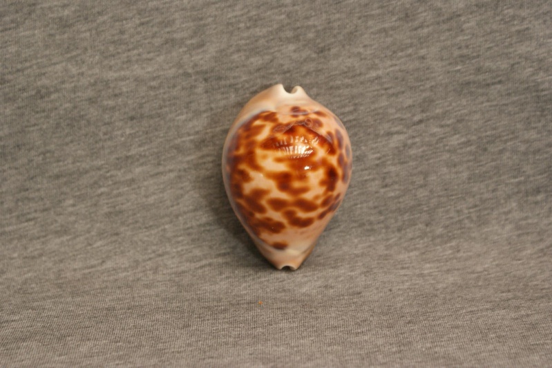 Zoila venusta roseopunctata - L. Raybaudi, 1985 97781510
