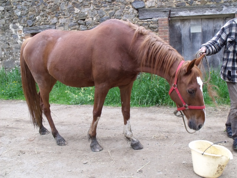 Klara : trotteur français 15 ans ( département 87 ) réservée par sa famille d'accueil Dscf6715