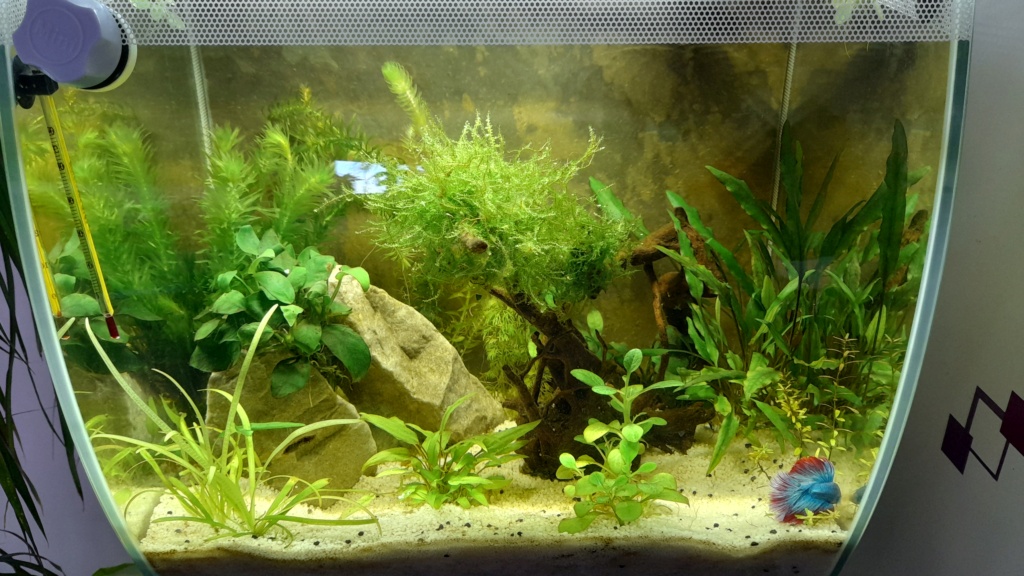 Enfin j ai un poisson dans mon bac ... 20220410