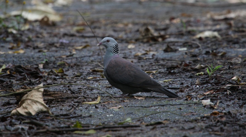 Le pigeon d'Elphinstone  Columb16