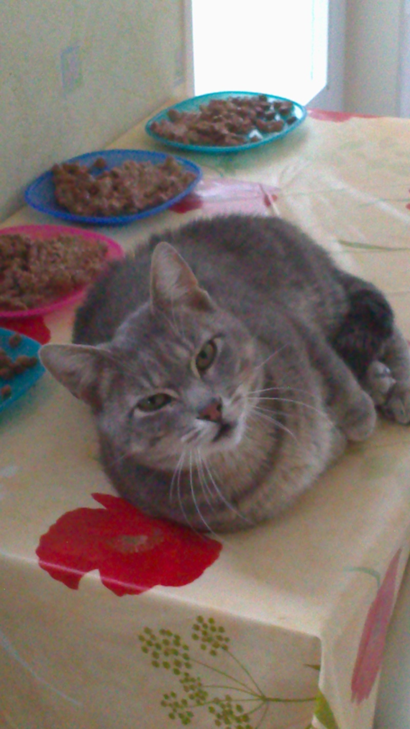 chatte grise en très mauvais état --> c'est un matou qui a trouvé sa famille :-)  Dsc_0010