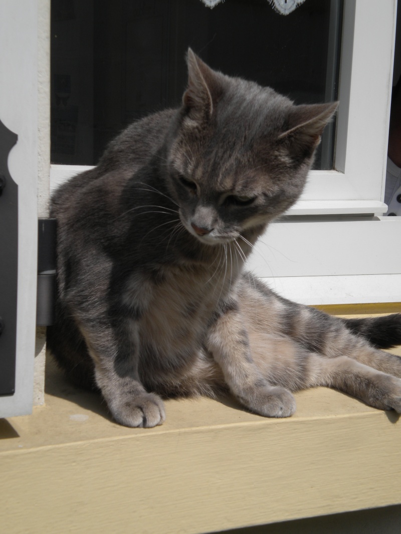 chatte grise en très mauvais état --> c'est un matou qui a trouvé sa famille :-) Marie-10