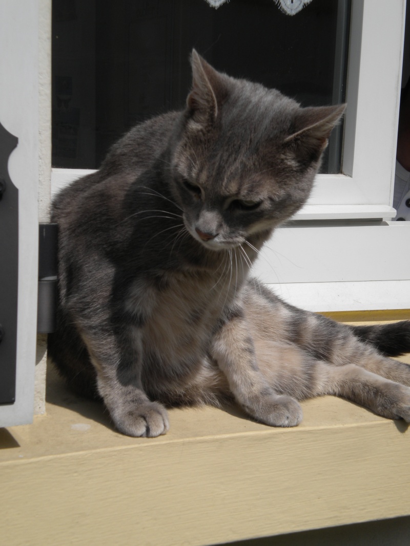 chatte grise en très mauvais état --> c'est un matou qui a trouvé sa famille :-)  Marie-10