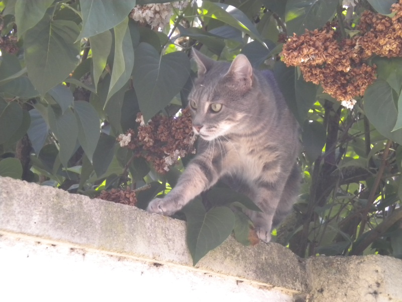 chatte grise en très mauvais état --> c'est un matou qui a trouvé sa famille :-)  Marie-11