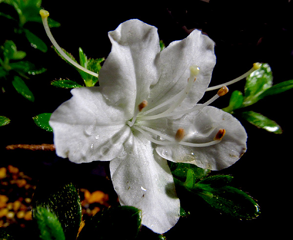Rhododendron kiusianum Rhodo_12