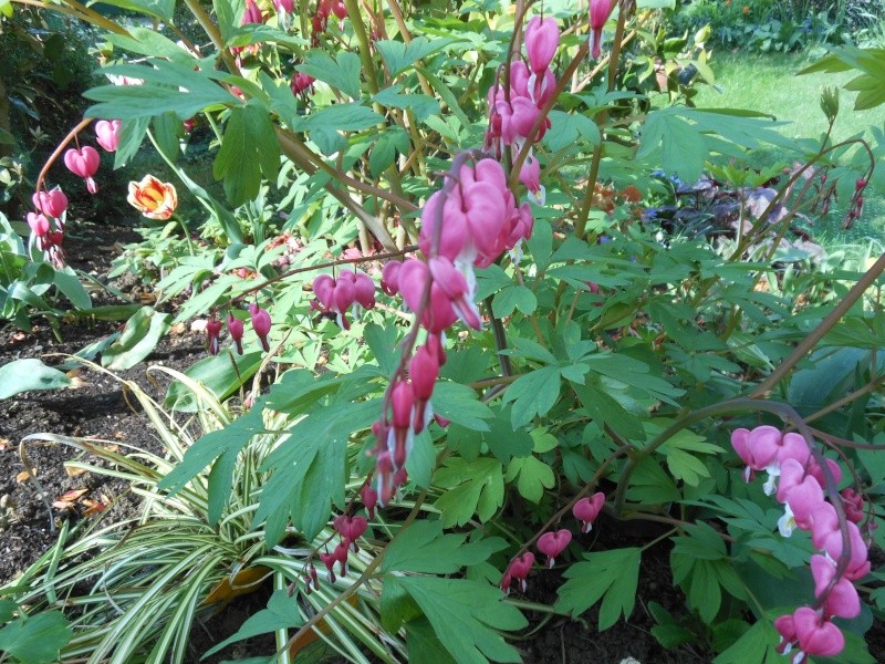 Les fleurs de mon jardin Dicent10