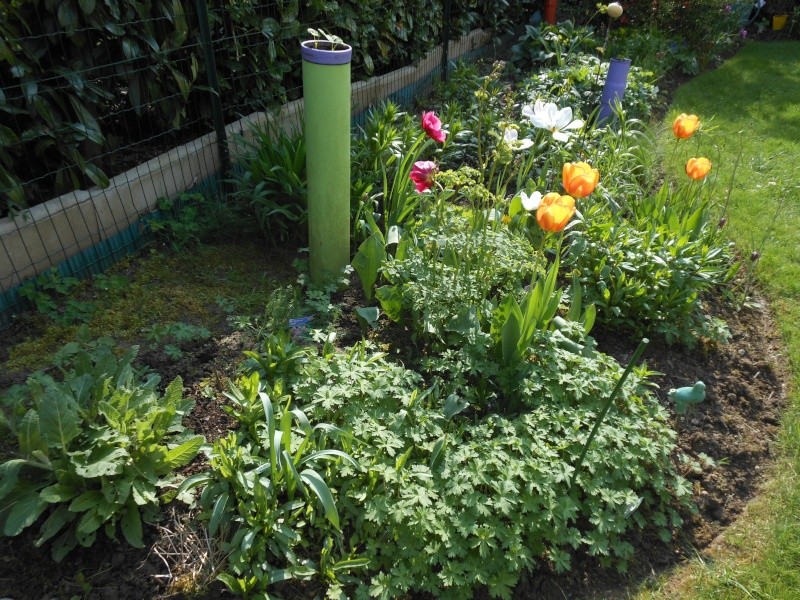 Les fleurs de mon jardin Jardin10