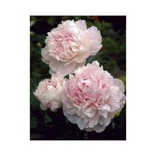 qui s'y connait en pivoine ? Pivoin10