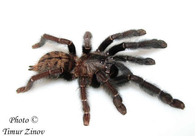 Lampropelma spec. Borneo Black  Img_5510