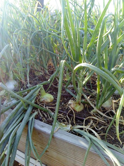 Getting growing in So. Calif! - Page 2 Onions11