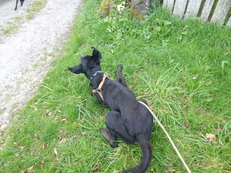 BARNEY croisé labrador braque en fourrière 22_avr18