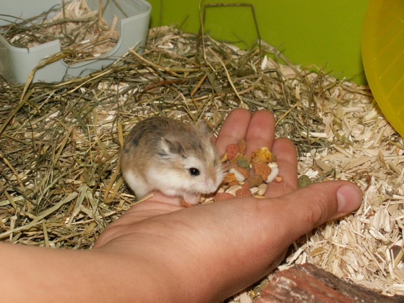 L'apprivoisement des hamsters nains  110