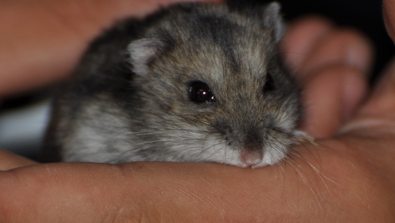 L'apprivoisement des hamsters nains  Copeau11
