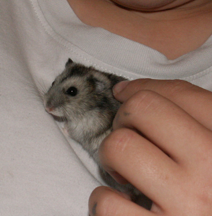 L'apprivoisement des hamsters nains  Hestia10