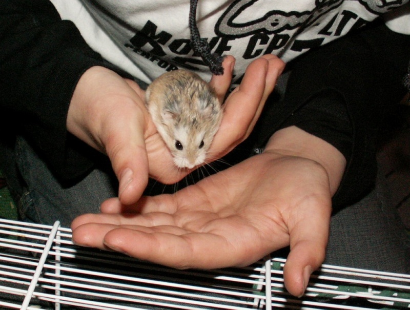L'apprivoisement des hamsters nains  Pict0016