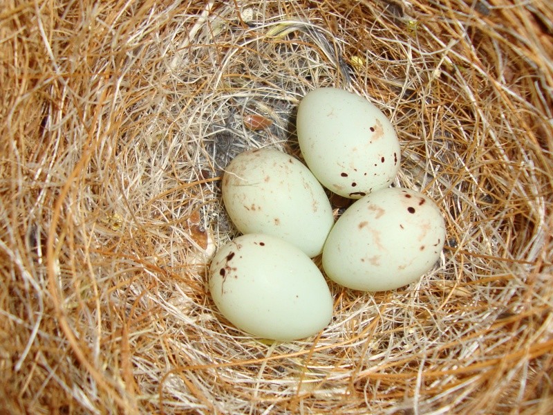 Photos des œufs de nos oiseaux d'élevage Oeufs_13