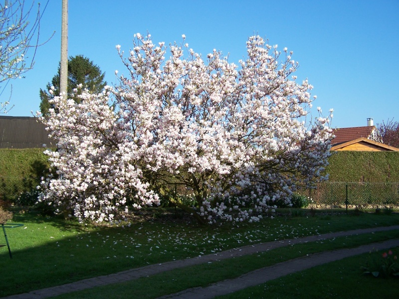 Fleurs diverses d'eb30. - Page 2 00111