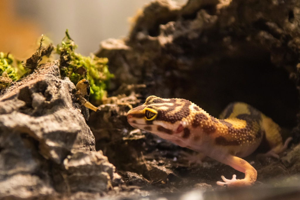 Mon gecko léopard - Page 3 Gzocko10