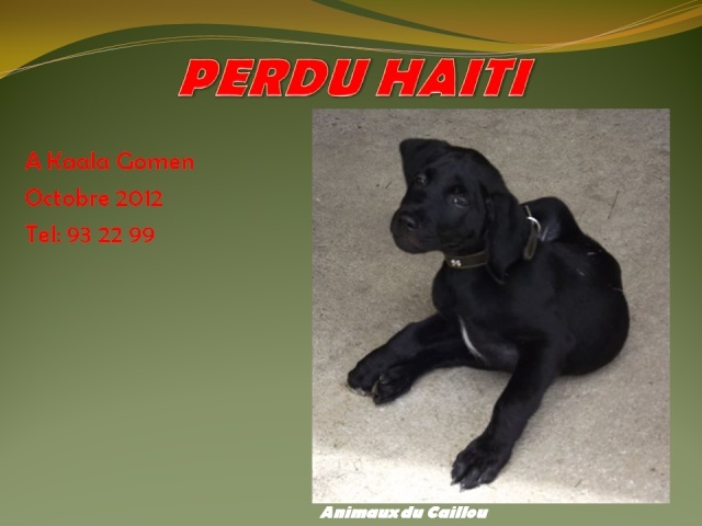 labrador - PERDU HAITI croisé labrador pitt noir de 1 an et demi à Kaala Gomen octobre 2012 20121010