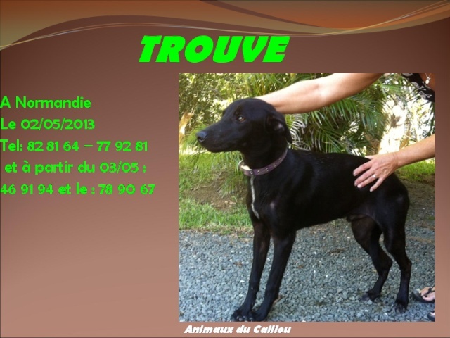 TROUVE chien noir avec tâche blanche sur le poitrail à Normandie Avril 2013 20130511