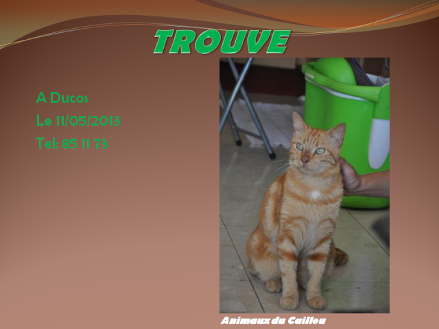 ROUX - TROUVE chat roux tigré, tatoué à Ducos le 11/05/2013 20130512