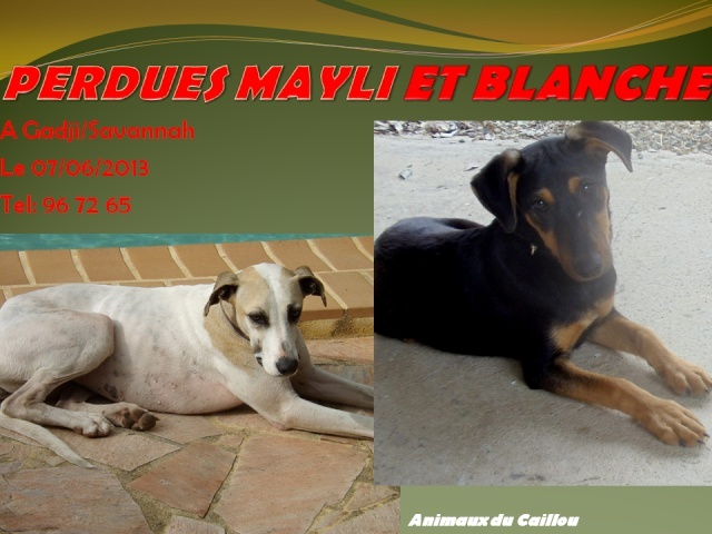 PERDUES MAYLI (noire et feu) et BLANCHE (levrier blanche et beige) vers Gadji/Savannah le 07/06/2013 20130633
