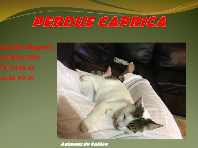 PERDUE CAPRICA chatte blanche et tigrée, tatoué, au niveau de rond point de Magenta le 18/06/2013 20130649