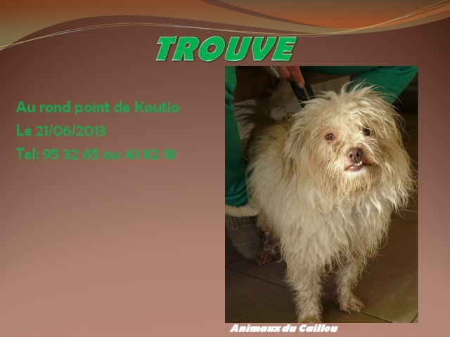 TROUVE bichon blanc au rond poit de Koutio le 21/06/2013 20130655