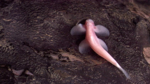  {Fiche/Espèce} : Poisson Grimpeur de Cascades des Cavernes Fish410