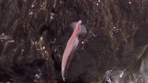  {Fiche/Espèce} : Poisson Grimpeur de Cascades des Cavernes Fish510