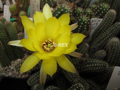 Rex Chamaecereus-Hybriden Ch_rex12