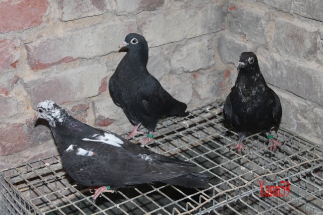 Mes pigeons 26-05-14