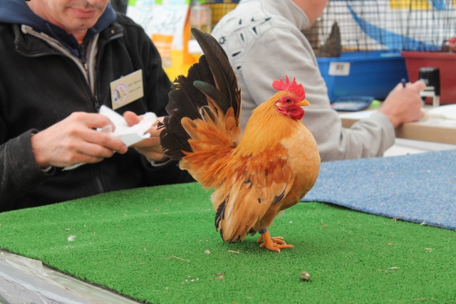 Ma passion pour l'aviculture - Page 7 Prasen45