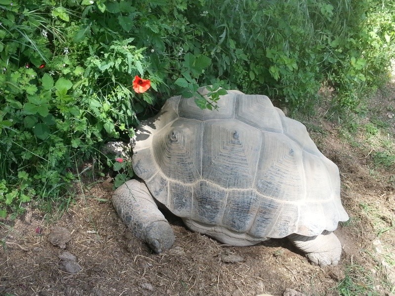 maintenance des tortues gigantea en métropole 20130515
