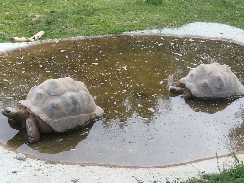 maintenance des tortues gigantea en métropole 20130516