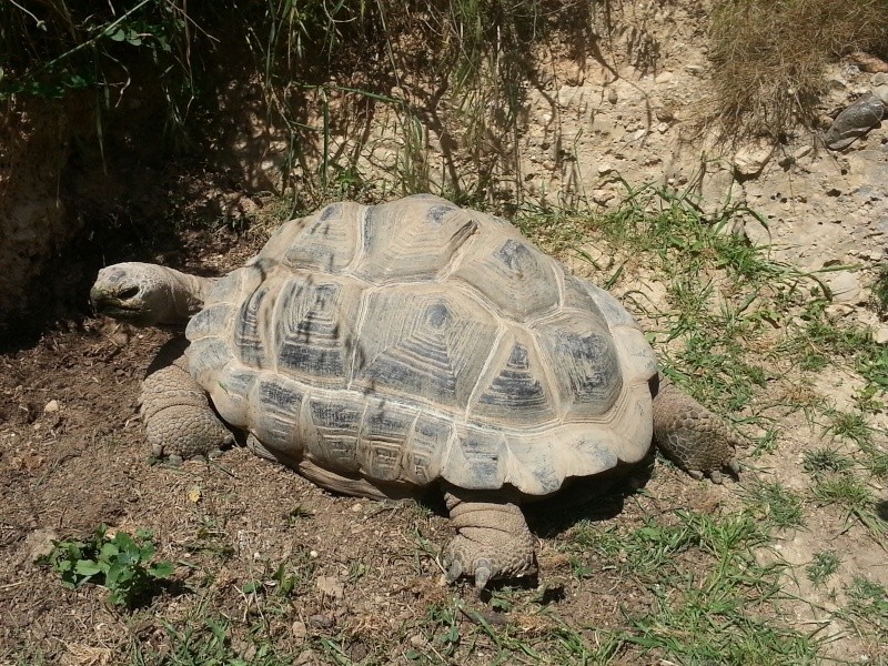 maintenance des tortues gigantea en métropole 20130517