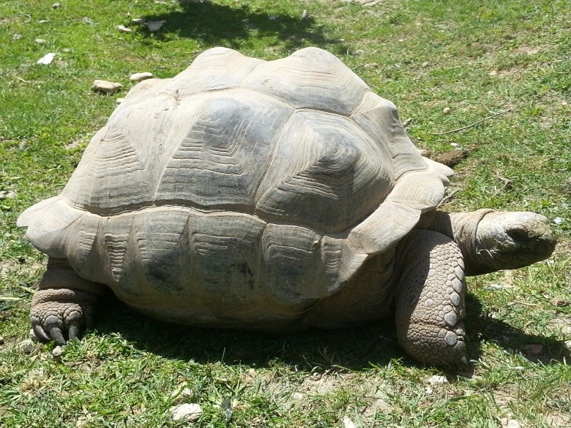 maintenance des tortues gigantea en métropole 20130527