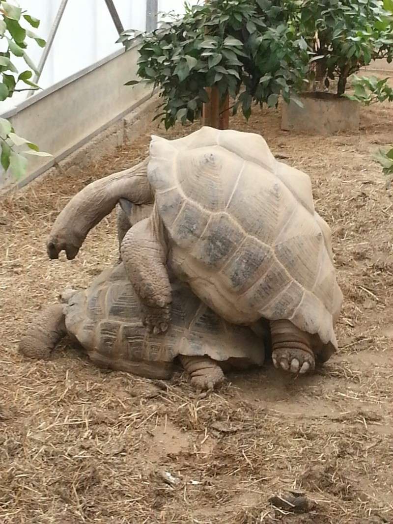 maintenance des tortues gigantea en métropole Malaba10