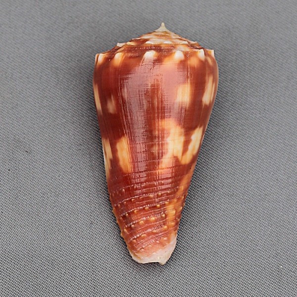 Conus (Phasmoconus) stainforthii (Reeve, 1843)	voir Conus (Ph) moluccensis 2377-910